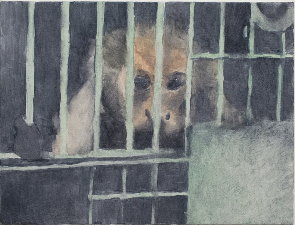 Monkey in Cage